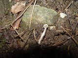 Amanita torrendii image