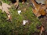 Amanita torrendii image