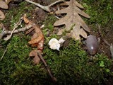 Amanita torrendii image