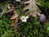 Amanita torrendii image