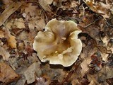 Tricholoma sudum image