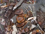 Callistosporium luteo-olivaceum image