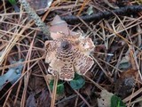 Lepiota cortinarius image