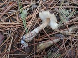 Lepiota cortinarius image