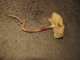 Rhodocollybia maculata var. scorzonerea image
