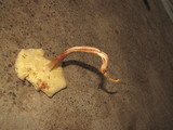 Rhodocollybia maculata var. scorzonerea image