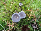 Cantharellula umbonata image