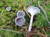 Cantharellula umbonata image