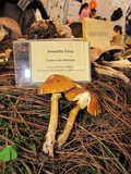 Amanita flavoconia var. inquinata image