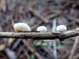 Crepidotus versutus image