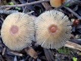 Parasola auricoma image
