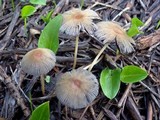 Parasola auricoma image