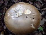 Amanita sect. Vaginatae image