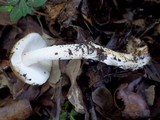 Amanita sect. Vaginatae image