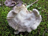 Entoloma undatum image