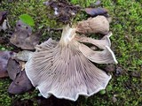 Entoloma undatum image