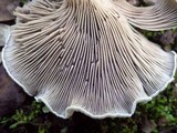 Entoloma undatum image