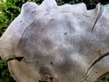 Entoloma undatum image