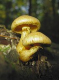 Gymnopilus luteus image