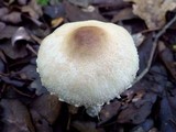 Lepiota clypeolaria image
