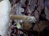 Lepiota clypeolaria image