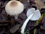 Lepiota clypeolaria image