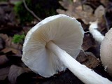 Lepiota clypeolaria image