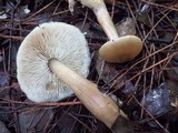 Rhodocollybia butyracea image