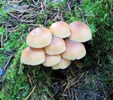 Gymnopus acervatus image