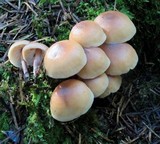 Gymnopus acervatus image