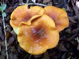 Omphalotus olearius image
