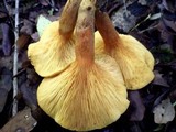 Omphalotus olearius image