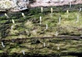 Multiclavula mucida image