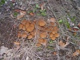 Psathyrella multipedata image