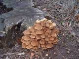Psathyrella multipedata image