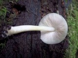 Pluteus salicinus image