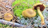 Cortinarius semisanguineus image