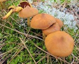 Cortinarius semisanguineus image