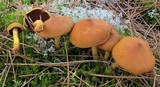 Cortinarius semisanguineus image