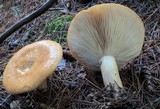 Lactarius affinis image