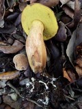 Boletus subtomentosus image
