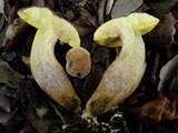 Boletus subtomentosus image