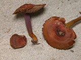 Phaeocollybia ratticauda image