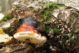Fomitopsis mounceae image