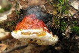 Fomitopsis mounceae image