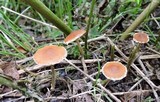 Conocybe vestita image