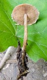 Conocybe vestita image