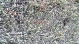 Cladonia transcendens image