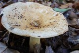 Russula ballouii image