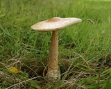 Amanita crocea image